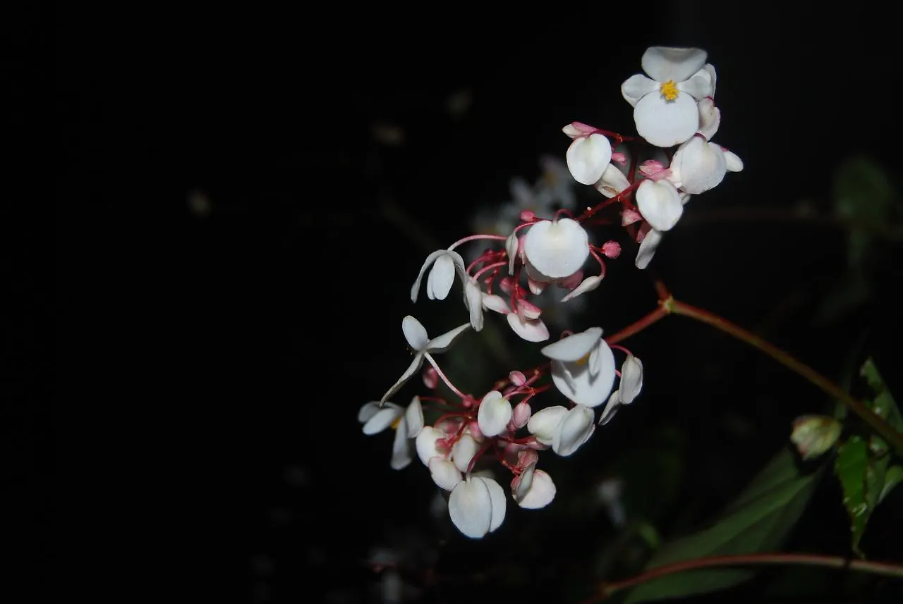 T Cherry Villa Munnar India
