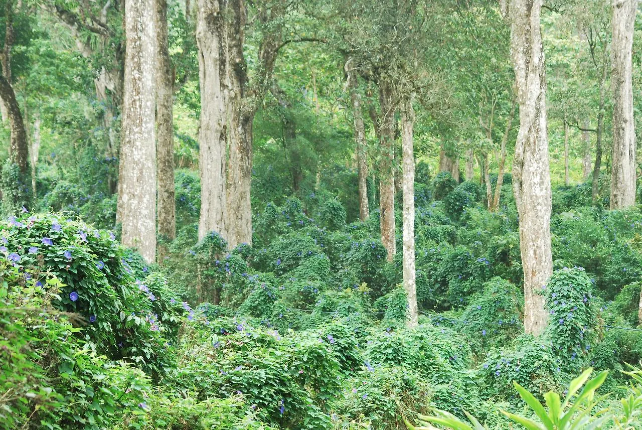 T Cherry Villa Munnar