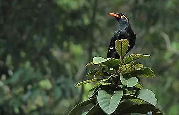 Resort T Cherry Villa Munnar
