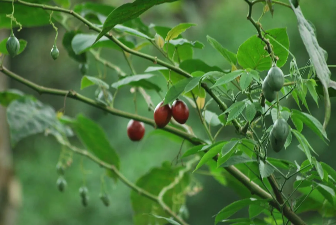 Resort T Cherry Villa Munnar
