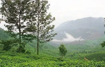 Resort T Cherry Villa Munnar